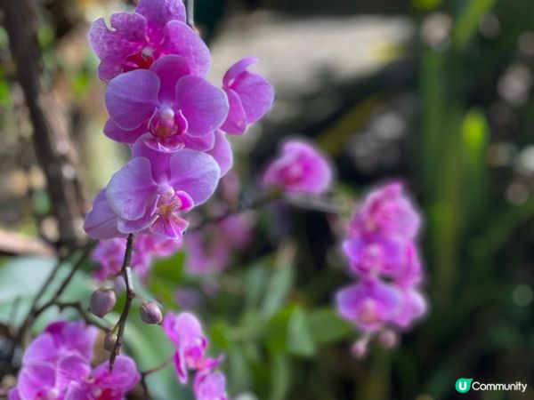 西雙版納野象谷🐘！雨林漫步超治癒🌳！