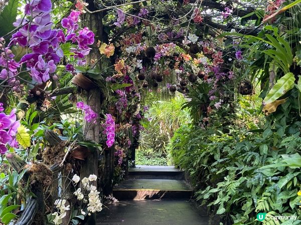 西雙版納野象谷🐘！雨林漫步超治癒🌳！