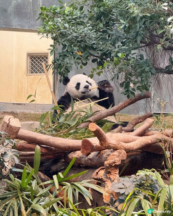 上次返香港已經好想去 @hkoceanpark 🐼 可惜時間...
