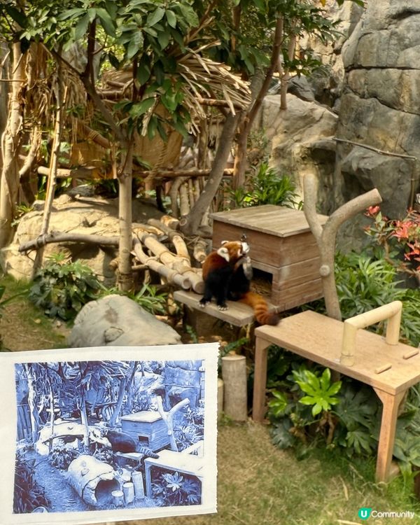 上次返香港已經好想去 @hkoceanpark 🐼 可惜時間...