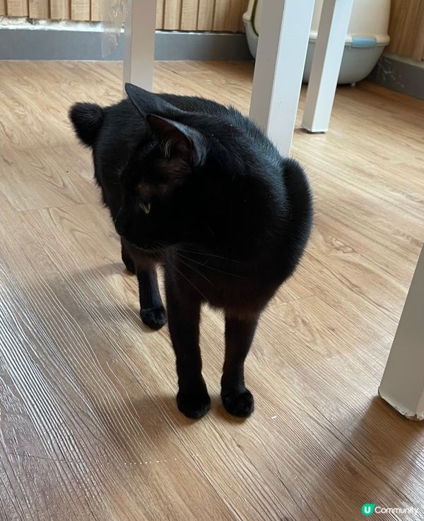🐱黑到影都唔見