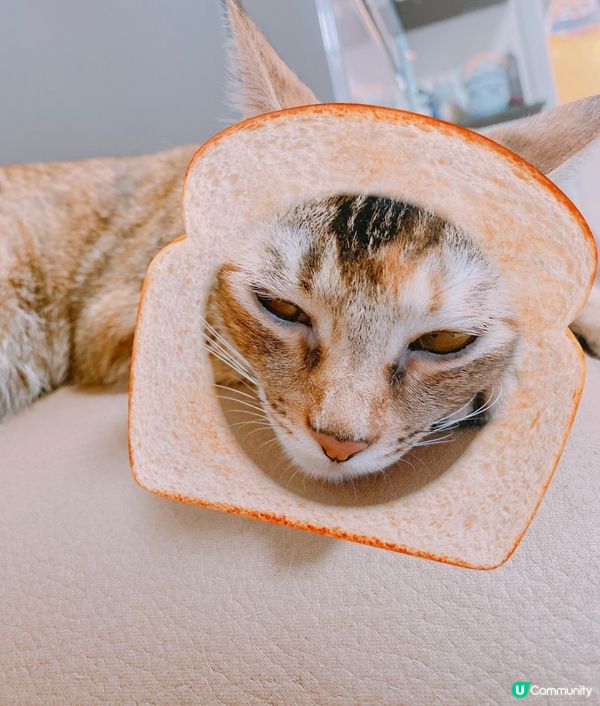 聽講你想食麵包🍞我呢塊你又啱唔啱？