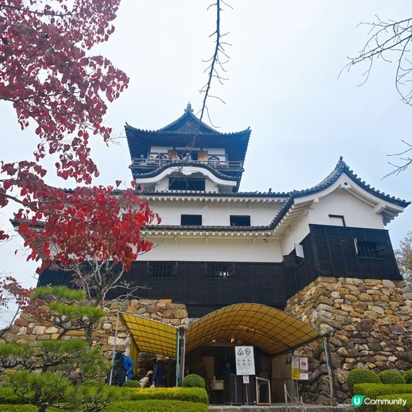 cocotomo年輪蛋糕