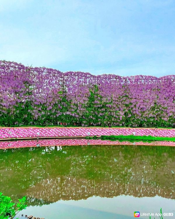 💜💜日本栃木縣足利花園💜💜
