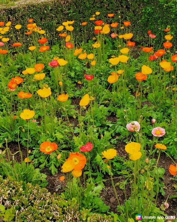 💜💜日本栃木縣足利花園💜💜
