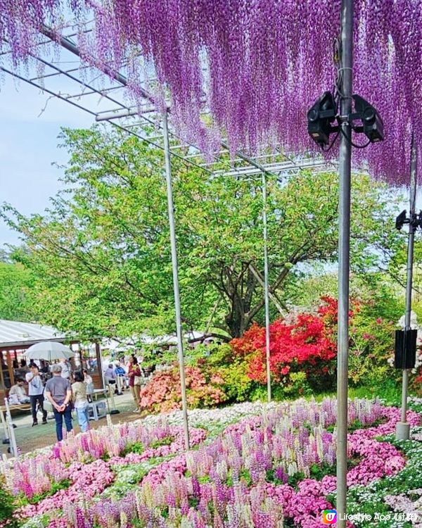 💜💜日本栃木縣足利花園💜💜
