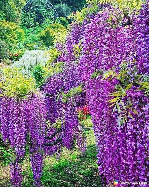 💜💜日本栃木縣足利花園💜💜
