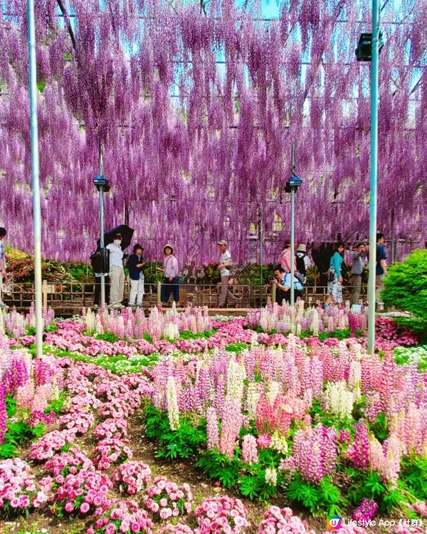 💜💜日本栃木縣足利花園💜💜
