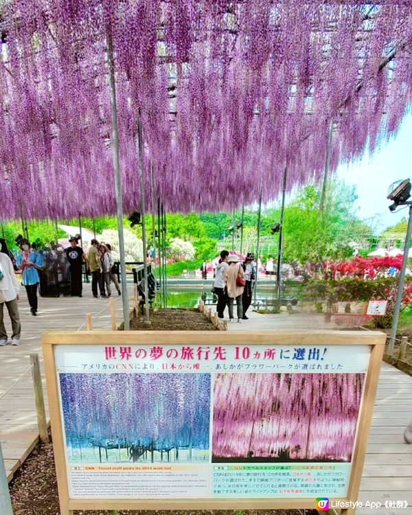 💜💜日本栃木縣足利花園💜💜
