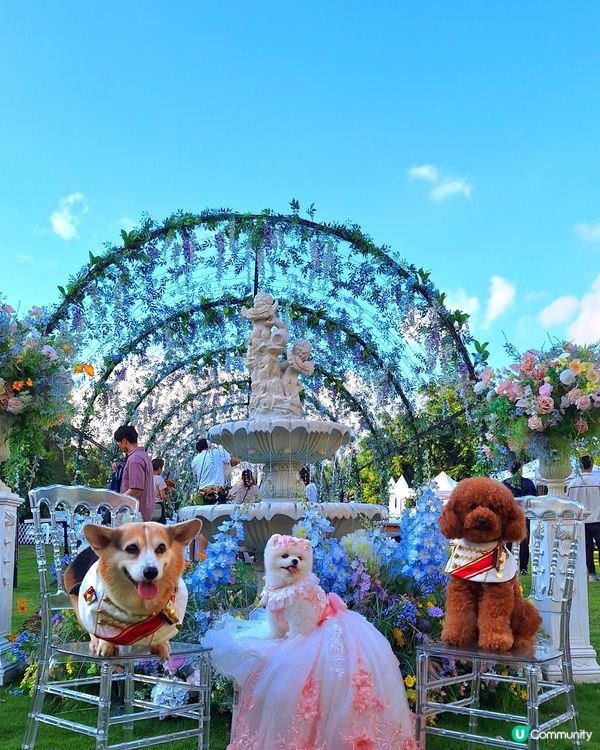 復活節人寵狂歡🎉🐶🐱