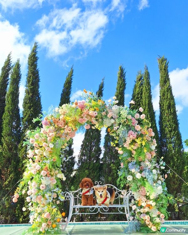 復活節人寵狂歡🎉🐶🐱