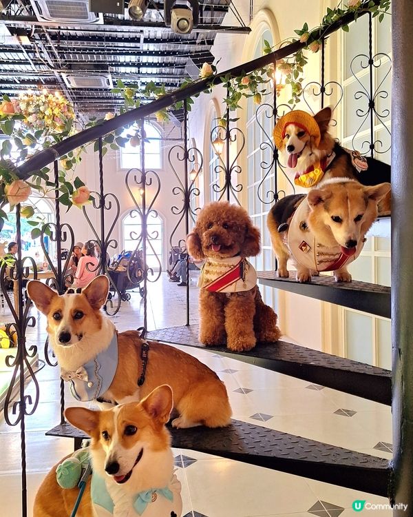 復活節人寵狂歡🎉🐶🐱