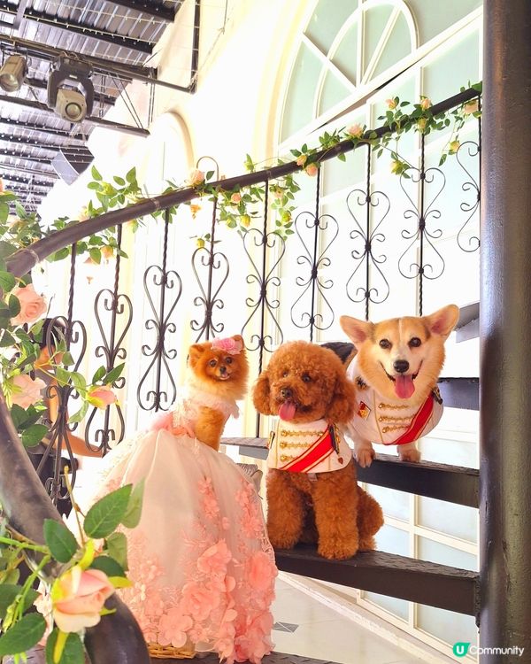 復活節人寵狂歡🎉🐶🐱