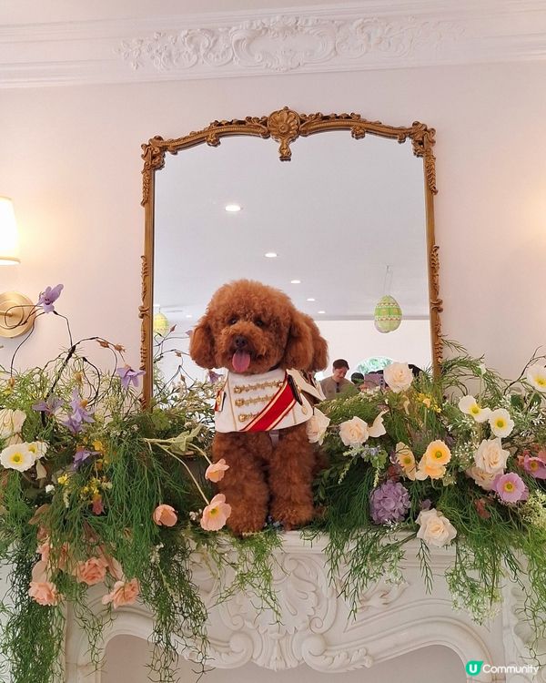 復活節人寵狂歡🎉🐶🐱