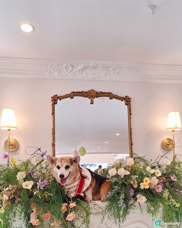 復活節人寵狂歡🎉🐶🐱