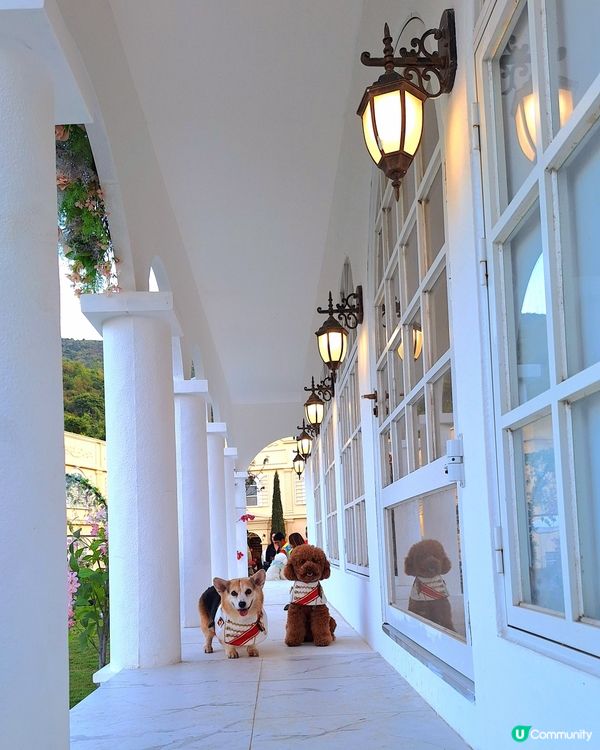 復活節人寵狂歡🎉🐶🐱