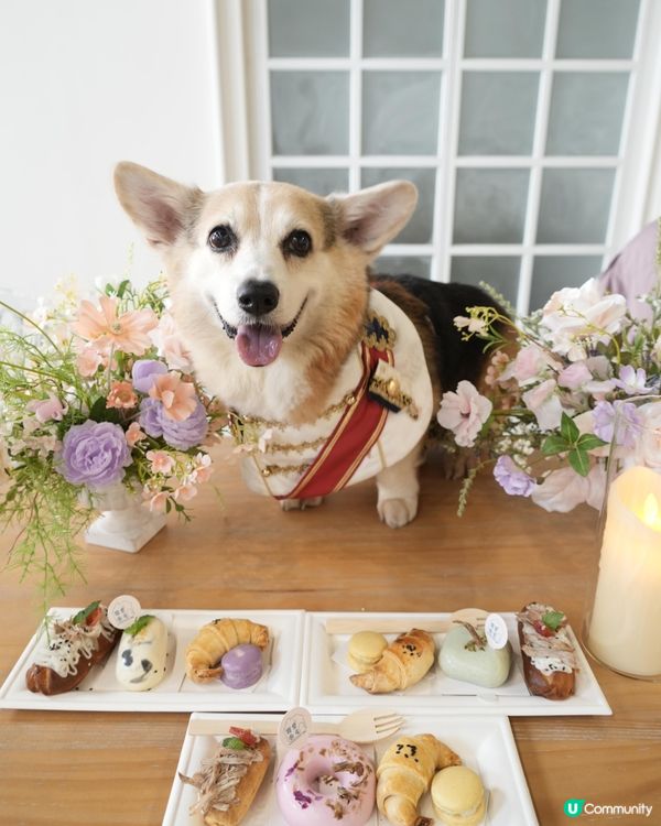 復活節人寵狂歡🎉🐶🐱