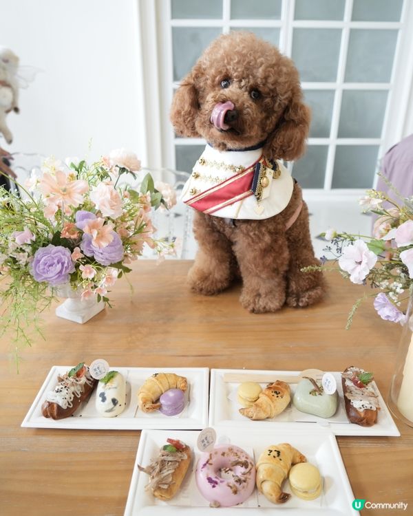 復活節人寵狂歡🎉🐶🐱