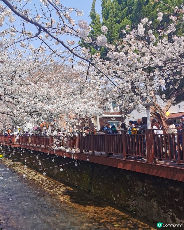 韓國櫻花之旅❤