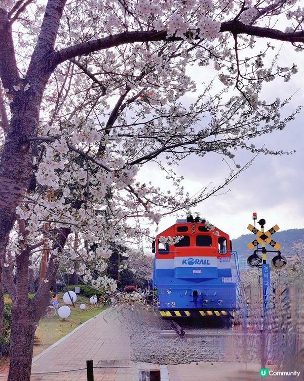 韓國櫻花之旅❤