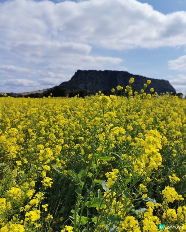 韓國櫻花之旅❤