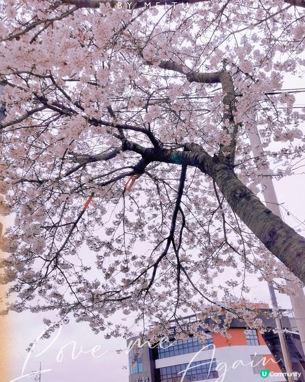 韓國櫻花之旅❤