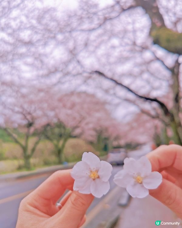 韓國櫻花之旅❤