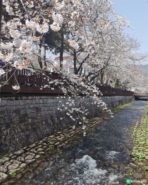 韓國櫻花之旅❤