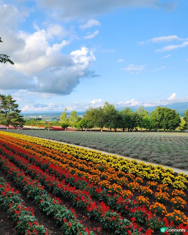 富良野 | 日本最美的賞花勝地 📸 