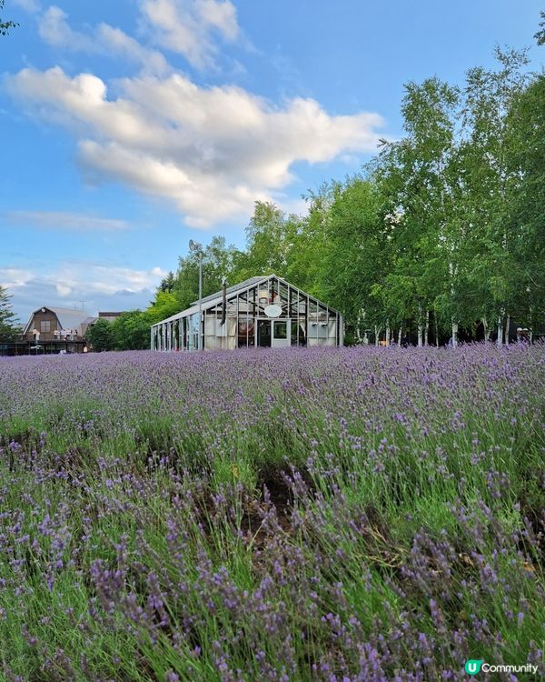 富良野 | 日本最美的賞花勝地 📸 