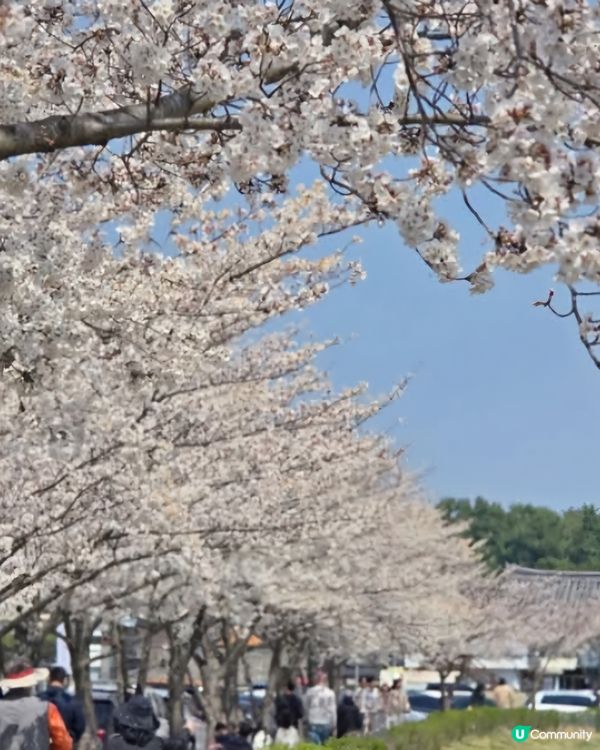 慶州慢步欣賞櫻花