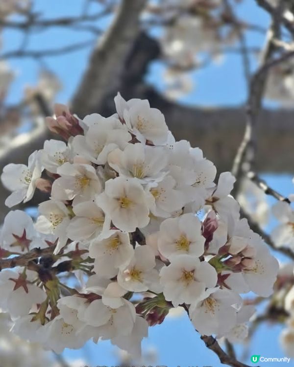 慶州慢步欣賞櫻花