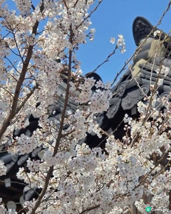 慶州慢步欣賞櫻花