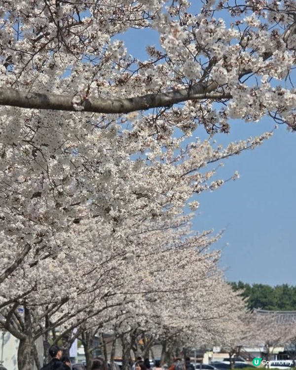 慶州慢步欣賞櫻花