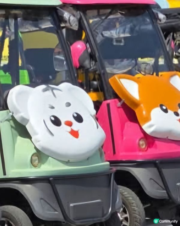 慶州慢步欣賞櫻花