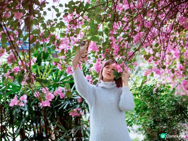 長沙灣元州邨30米簕杜鵑隧道