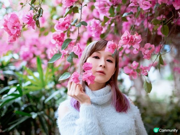 長沙灣元州邨30米簕杜鵑隧道