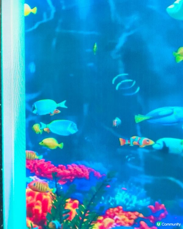 旺角地鐵站近朗豪坊出口，卡通魚缸打卡新地標！🐟📸