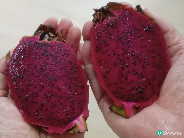 迷你紅肉火龍果🌵