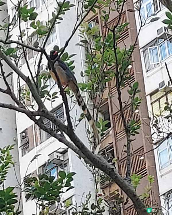令人又愛又恨的紅嘴藍鵲