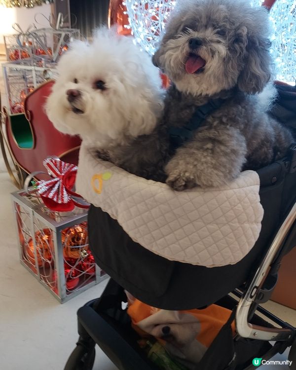 喜愛逛街的毛孩