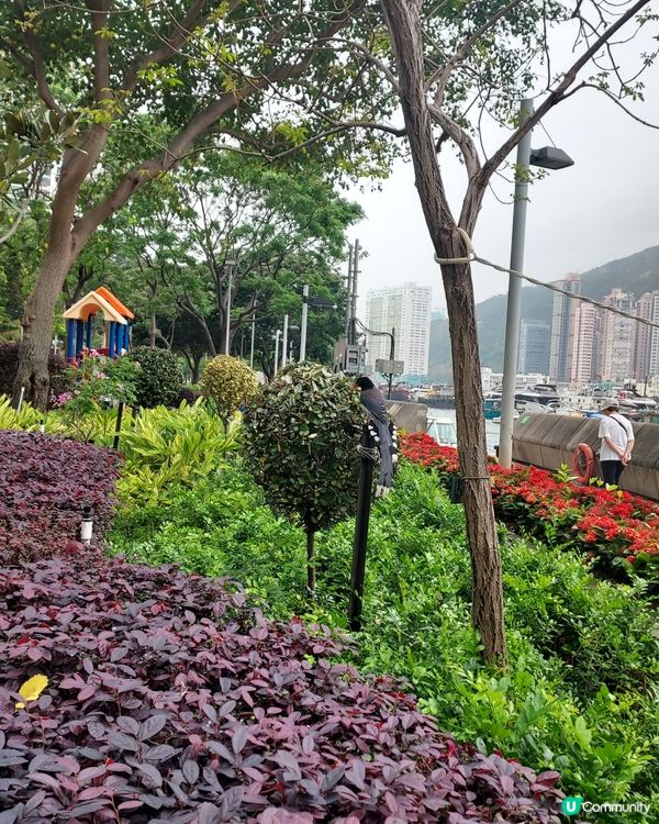 紅嘴藍鶛(藍喜鶛)