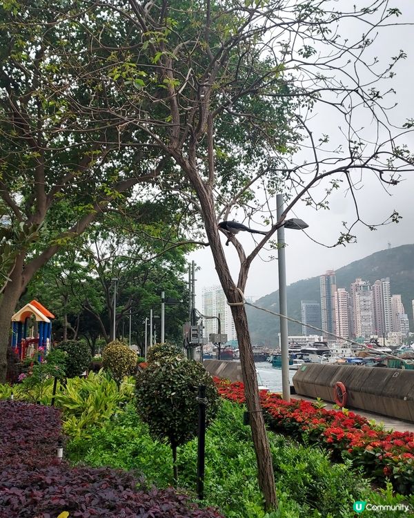 紅嘴藍鶛(藍喜鶛)