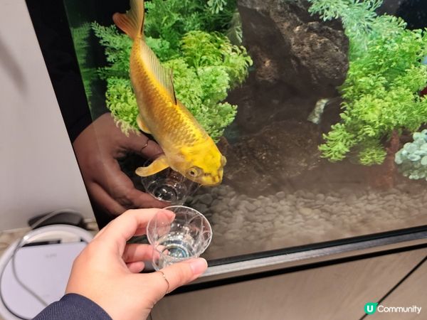 免費今代司酒藏參觀體驗🎌新潟站旁喝到超講究的純米清酒～