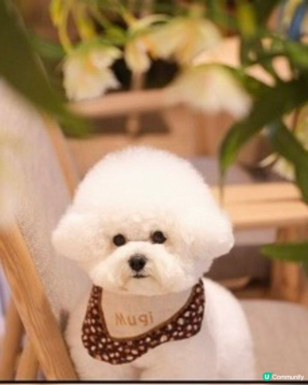 呢度竟然有寵物友善餐廳我唔知🤣