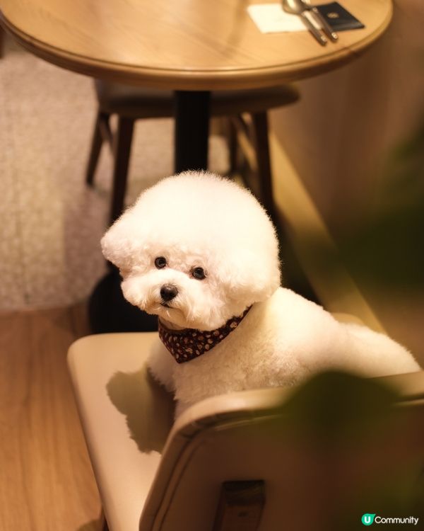 呢度竟然有寵物友善餐廳我唔知🤣