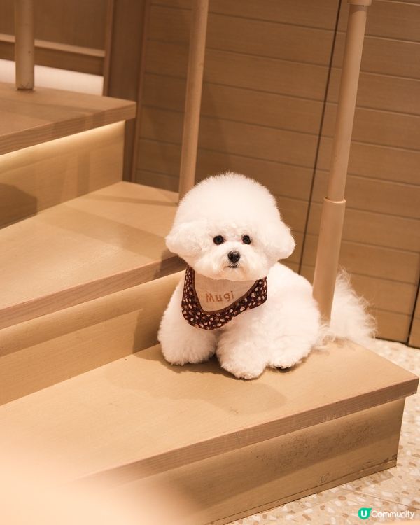 呢度竟然有寵物友善餐廳我唔知🤣