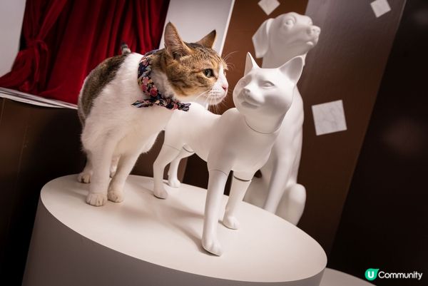 去著名影樓拍照擺出得意表情，仲有楓葉，文青look同天空之鏡...