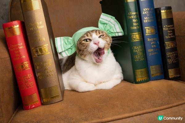 去著名影樓拍照擺出得意表情，仲有楓葉，文青look同天空之鏡...