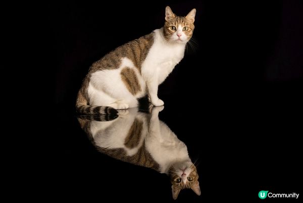 去著名影樓拍照擺出得意表情，仲有楓葉，文青look同天空之鏡...